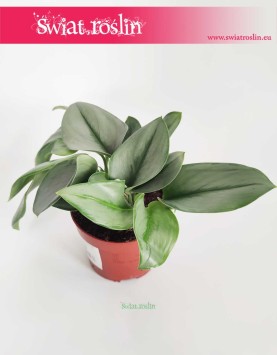 Scindapsus Treubii Moonlight, Epipremnum Treubii Moonlight, sklep z roślinami w Krakowie wysyłka