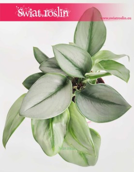 Scindapsus Treubii Moonlight, Epipremnum Treubii Moonlight, popularne rośliny doniczkowe sklep online