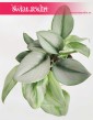 Scindapsus Treubii Moonlight, Epipremnum Treubii Moonlight, popularne rośliny doniczkowe sklep online