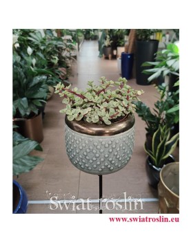 Portulacaria Afra Variegata modne rośliny z insta, popularne rosliny do domu do biura do firmy