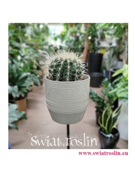 Echinocactus grusonii popularne rośliny sklep internetowy