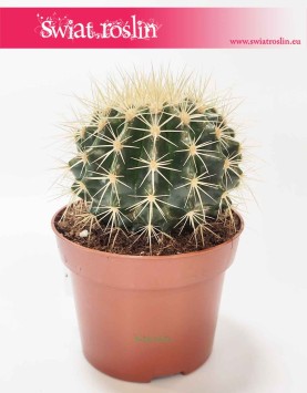 Echinocactus grusonii