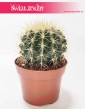 Echinocactus grusonii
