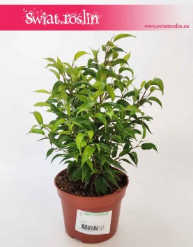Fikus Benjamina Natasja, Ficus Benjamina Natasja,