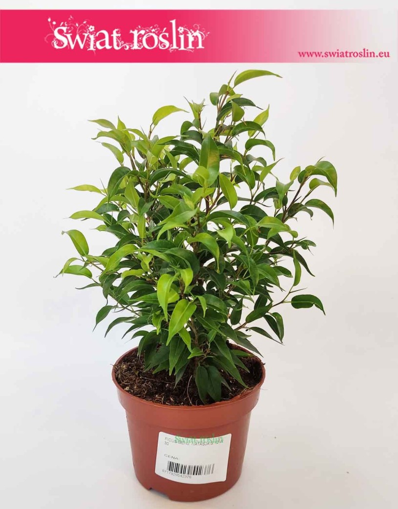 Fikus Benjamina Natasja, Ficus Benjamina Natasja,