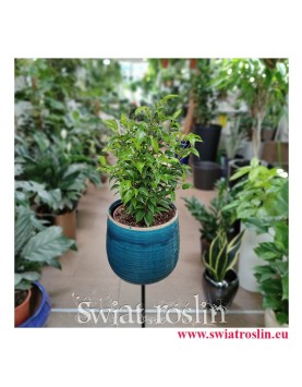 Fikus Benjamina Natasja, Ficus Benjamina Natasja, sklep z roślinami doniczkowymi w Krakowie