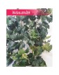 Cissus rombolistny sztuczny, Cisus rombolistny sztuczny, Bluszcz