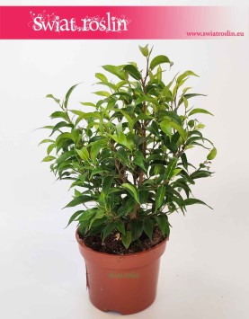 Fikus Benjamina Natasja, Ficus Benjamina Natasja sklep z roślinami online internetowy