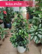 Fikus Benjamina Danielle, Ficus Benjamina Danielle, sklep z roślinami wysyłka roślin