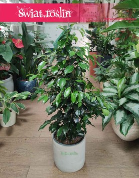Fikus Benjamina Danielle, Ficus Benjamina Danielle, rośliny doniczkowe sklep internetowy online