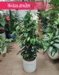 Fikus Benjamina Danielle, Ficus Benjamina Danielle, rośliny doniczkowe sklep internetowy online