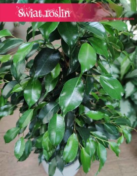 Fikus Benjamina Danielle, Ficus Benjamina Danielle, modne rośliny z insta, popularne rośliny sklep