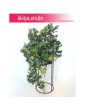 Cissus rombolistny sztuczny, Cisus rombolistny sztuczny, Bluszcz 3