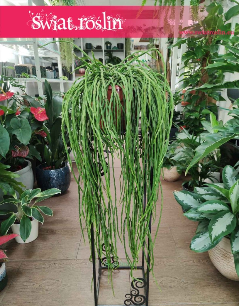 Rhipsalis Paradoxa, Rypsalis Paradoxa, Kaktus Paradoxa, Patyczak