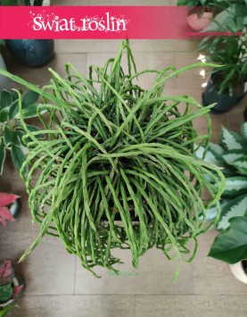 Rhipsalis Paradoxa, Rypsalis Paradoxa, Kaktus Paradoxa, Patyczak, sklep z roślinami internetowy online