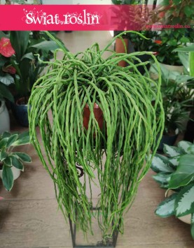 Rhipsalis Paradoxa, Rypsalis Paradoxa, Kaktus Paradoxa, Patyczak sklep z roślinami Kraków