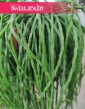 Rhipsalis Paradoxa modne rośliny z insta sklep online , Rypsalis Paradoxa, Kaktus Paradoxa, Patyczak