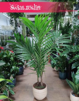 Elaeis guineensis, Olejowiec Gwinejski, Palma Oleista, Masłopalma Gwinejska, Olejnik Gwinejski
