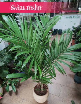 Elaeis guineensis, Olejowiec Gwinejski, Palma Oleista, Masłopalma Gwinejska, Olejnik Gwinejski, sklep z palmami w Krakowie