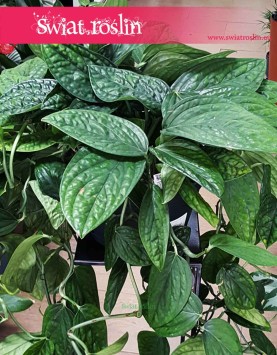 Duży Scindapsus Marble Planet, Wielkie Epipremnum Pinnatum Marble Planet, Wielka Monstera Karstenianum, sklep z roślinami online