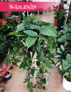 Wielkie Epipremnum Pinnatum Marble Planet, Wielka Monstera Karstenianum, rośliny pnącza sklep Kraków