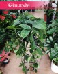 Wielkie Epipremnum Pinnatum Marble Planet, Wielka Monstera Karstenianum, rośliny pnącza sklep Kraków