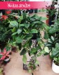 Duży Scindapsus Marble Planet, Wielka Monstera Karstenianum, internetowy sklep z roślinami