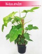 Filodendron Yellow Violin, Filodendron Aurea sklep online