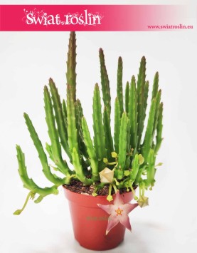 Stapelia Divaricata, Gwiazda Szeryfa, Zamszyca, Brudnota
