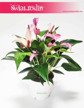 Anturium Zizou, Anthurium Zizou, Kitnia
