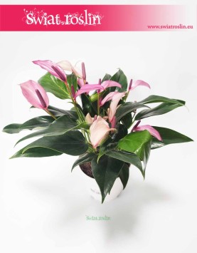 Anturium Zizou, Anthurium Zizou rośliny sklep online internetowy, Kitnia