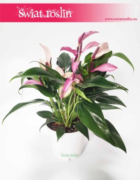 Anturium Zizou sklep z roślinami, Anthurium Zizou, Kitnia