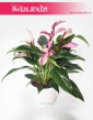 Anturium Zizou sklep z roślinami, Anthurium Zizou, Kitnia
