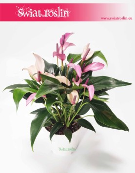 Anturium Zizou internetowy sklep z roslinami online, Anthurium Zizou, Kitnia