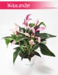 Anturium Zizou internetowy sklep z roslinami online, Anthurium Zizou, Kitnia