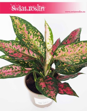 Aglaonema Point Star, Aglonema Point Star, sklep z roślinami internetowy online