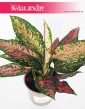 Aglaonema Point Star, Aglonema Point Star, sklep z roślinami internetowy online