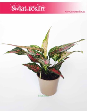 Aglaonema Point Star, Aglonema Point Star, monde rośliny sklep internetowy