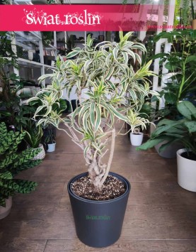 Dracena Reflexa Song of India sklep z roślinami internetowy online, Dracaena Reflexa Song of India, Pleomele Reflexa,
