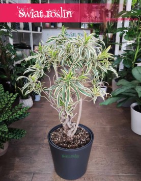 Dracena Reflexa Song of India Sklep Kraków, Dracaena Reflexa Song of India, Pleomele Reflexa,