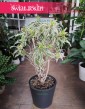 Dracena Reflexa Song of India Sklep Kraków, Dracaena Reflexa Song of India, Pleomele Reflexa,