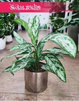Aglaonema Silver Queen Compacta, Aglonema Silver Queen Zwarta