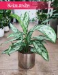Aglaonema Silver Queen Compacta, Aglonema Silver Queen Zwarta