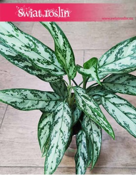 Aglaonema Silver Queen Compacta, Aglonema Silver Queen Zwarta sklep z roślinami Kraków