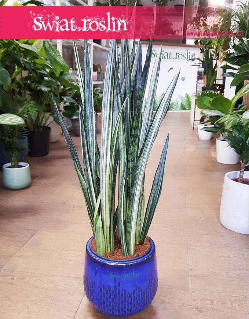 Wielka Sansevieria Bantel, Duża Sansewieria Bantel, Wielka Sansewiera Bantel, Duża Sanseviera Bantel, Wężownica.
