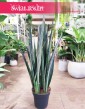 Wielka Sansevieria Bantel, Duża Sansewieria Bantel, Wielka Sansewiera Bantel, Duża Sanseviera Bantel. Rośliny sklep Kraków