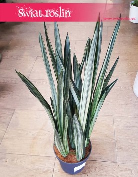 Wielka Sansevieria Bantel, Duża Sansewieria Bantel, Wielka Sansewiera Bantel, Duża Sanseviera Bantel. Duże rośliny sklep online