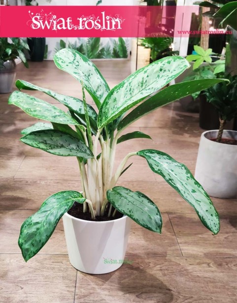 Aglaonema Royal Diamond, Aglonema Royal Diamond.