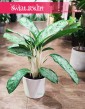Aglaonema Royal Diamond, Aglonema Royal Diamond.