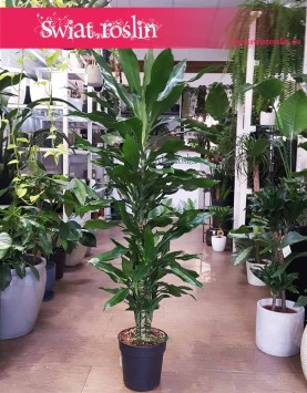 Dracena Fragrans Burundii , Dracaena Fragrans Burundii, sklep z roślinami online internetowy